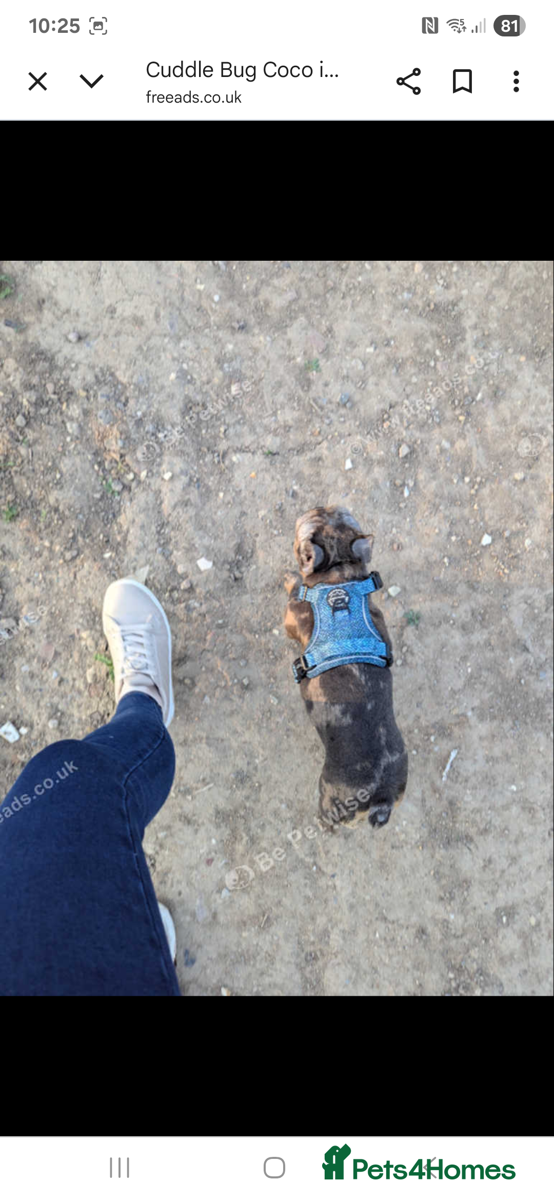 French Bulldog dogs for sale: Cuddle bug Coco - Image 3