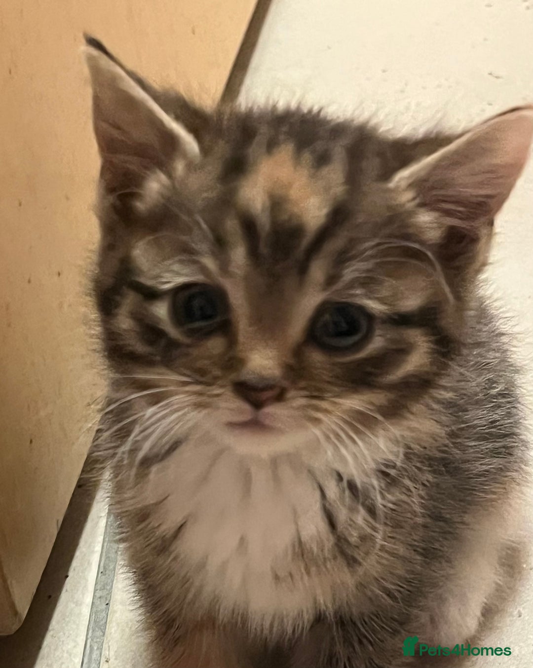 Mixed Breed cats for sale: Adorable mixed breed kittens  - Advert 18