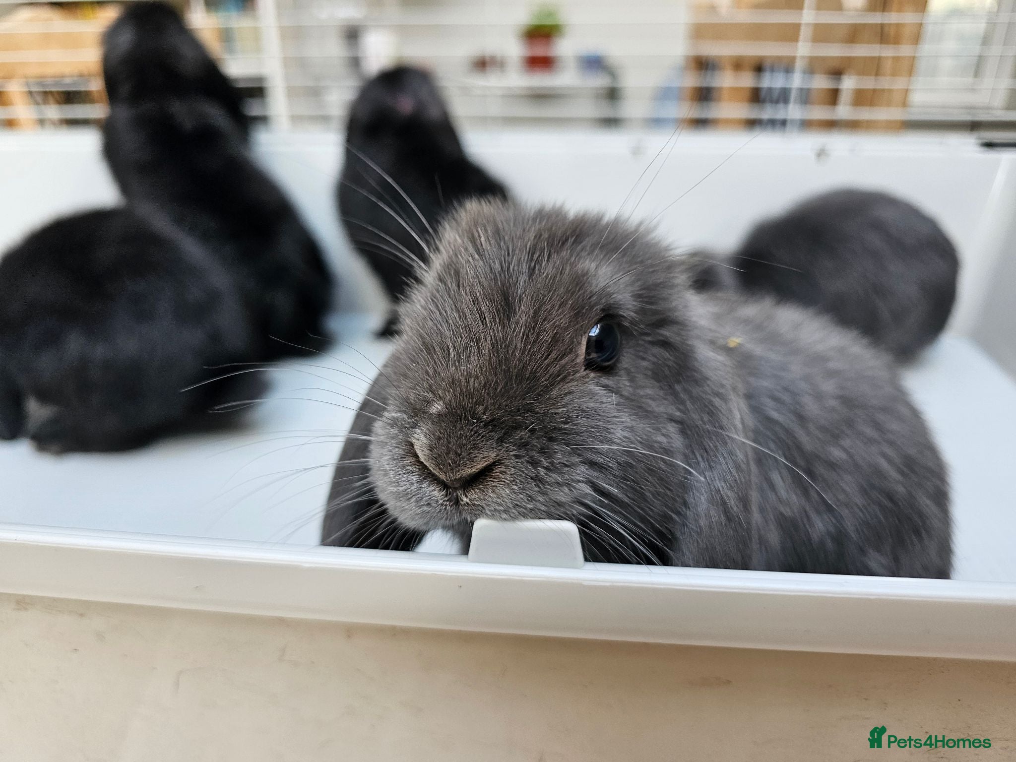 Mini Lop rabbits Mini lop baby bunnys - Advert 1