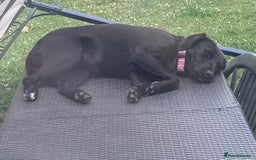 Mixed Breed dogs for sale: Female dog  - Image 8