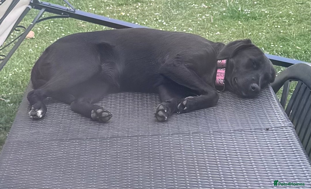 Mixed Breed dogs for sale: Female dog  - Image 8