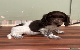 Cocker Spaniel dogs for sale: Gorgeous Cocker Spaniel Litter - Image 7