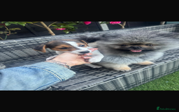 Jack Russell dogs for sale: Jack Russel  - Image 3