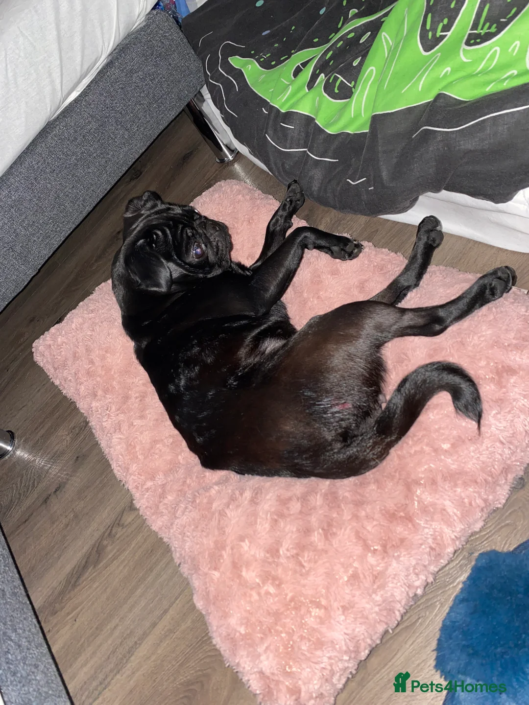 Pug dogs for sale: Black Kc registered Pug - Advert 2