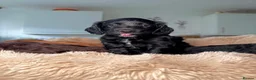 Cockapoo dogs for sale: 5 Gorgeous F2 cockapoos  - Advert 9