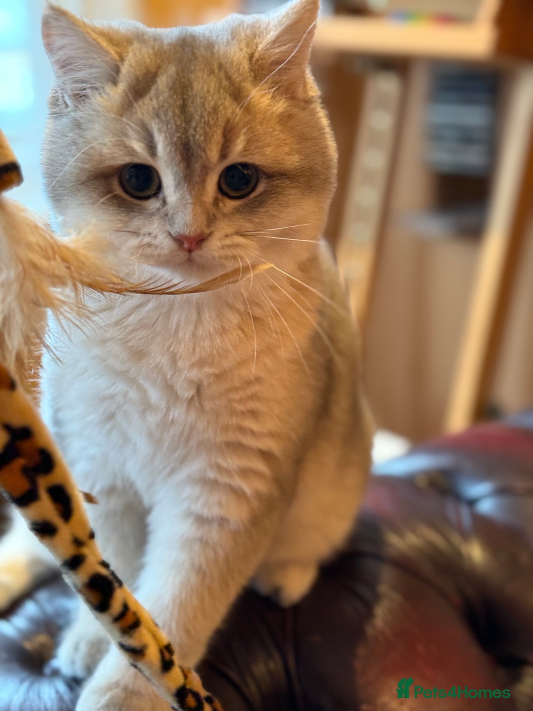 British Shorthair cats for sale: Pet or Active AY11/12 sired by x4 Champion - Advert 22