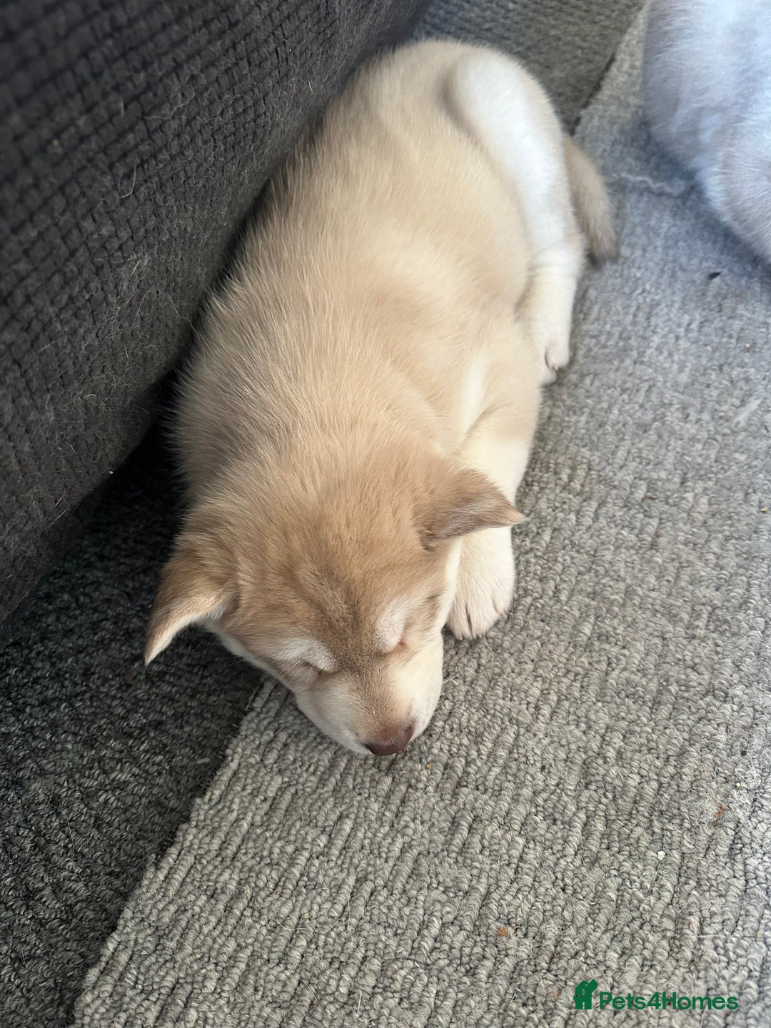 Siberian Husky dogs for sale: Husky Puppies  - Image 25