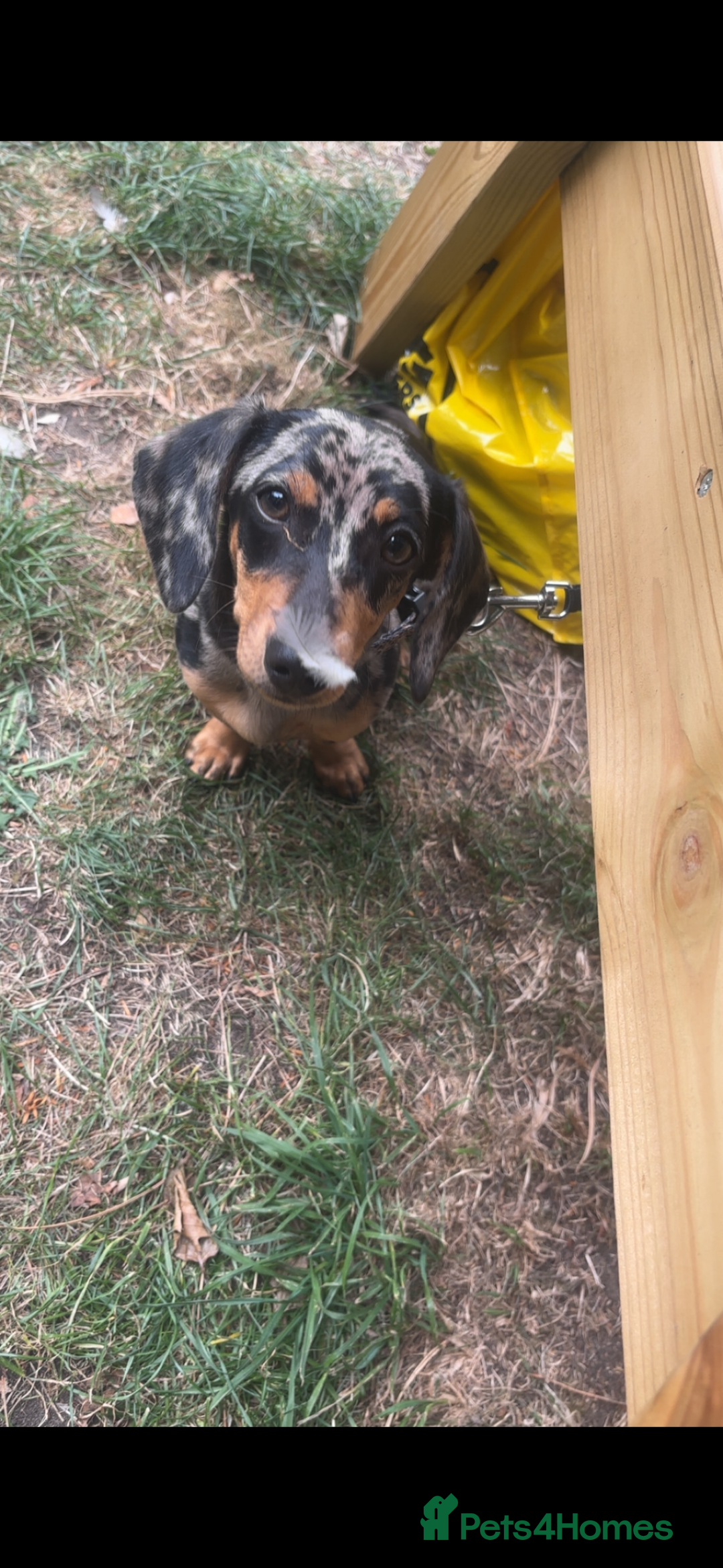 Dachshund dogs for sale: Dachshund- daisy - Advert 2