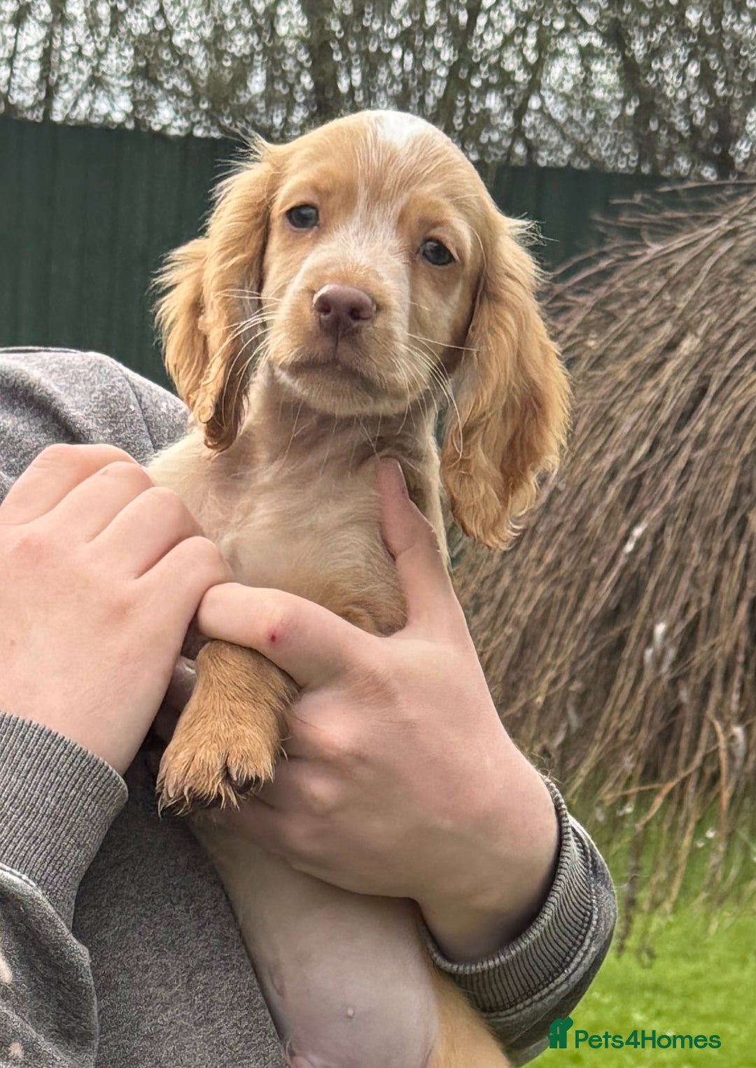 Cocker Spaniel dogs for stud: Red cocker stud - Advert 9