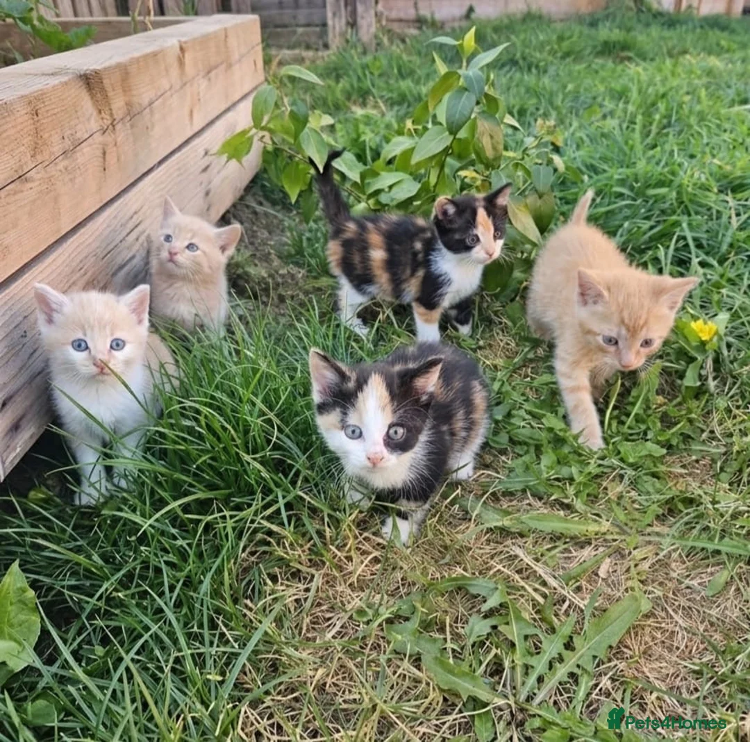 Mixed Breed cats for sale: Beautiful Kittens Dogs & Kids Friendly  in Sandy - Advert 1