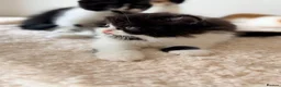 British Longhair cats for sale: GCCF British longhair boy - Advert 5