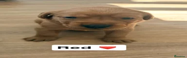 Labrador Retriever 4