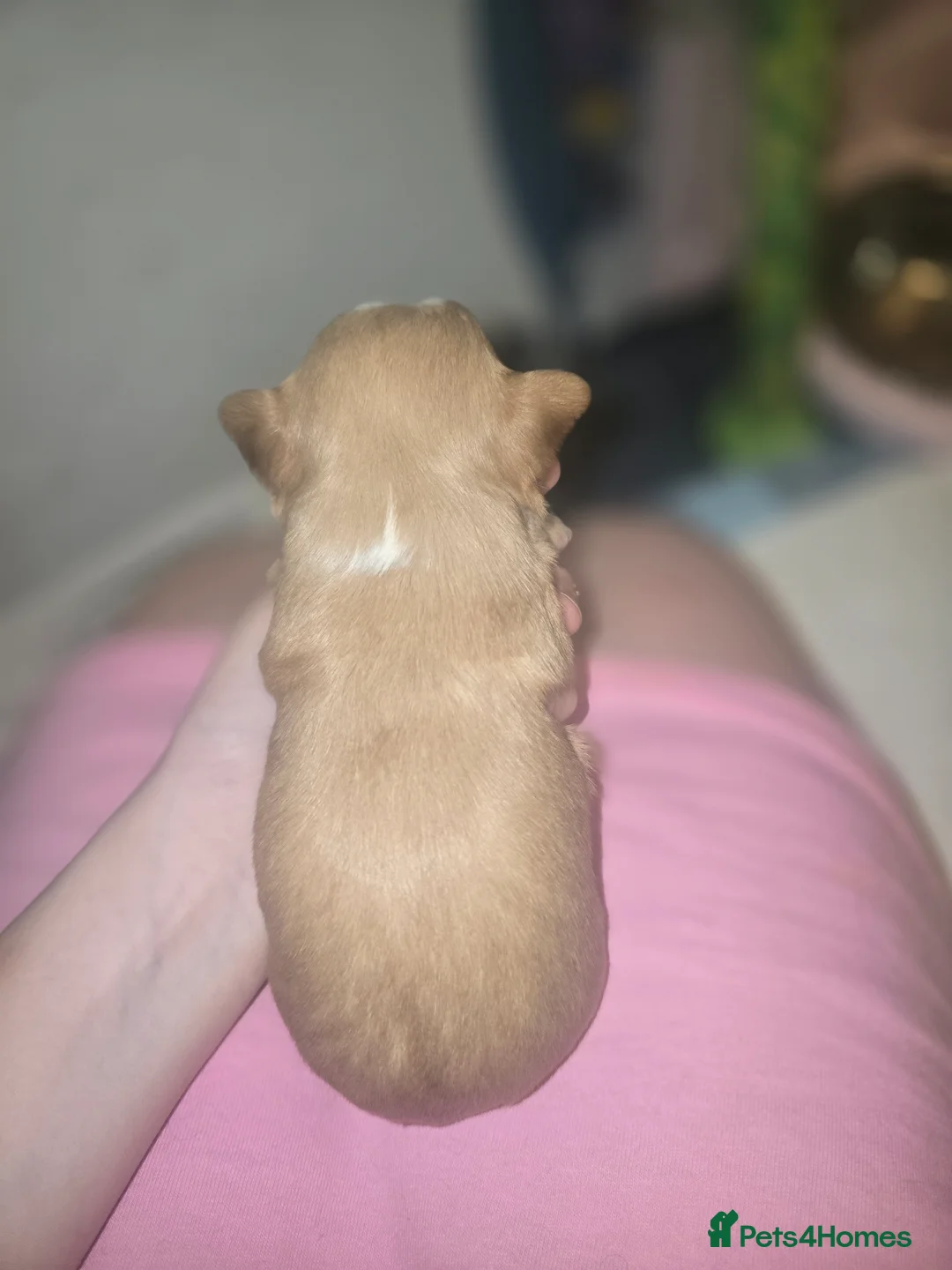 Yorkshire Terrier dogs for sale: wonderful puppies yorkshire terrier - Advert 25