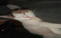 American Shorthair cats for sale: Milkshake the calico cat for sale - Image 3