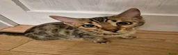 Bengal cats for sale: 2 beautiful bengal kittens - Advert 5