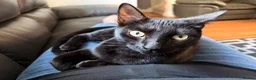 Domestic Shorthair cats for sale: Loving cat for rehome in Ashton-under-Lyne - Advert 5