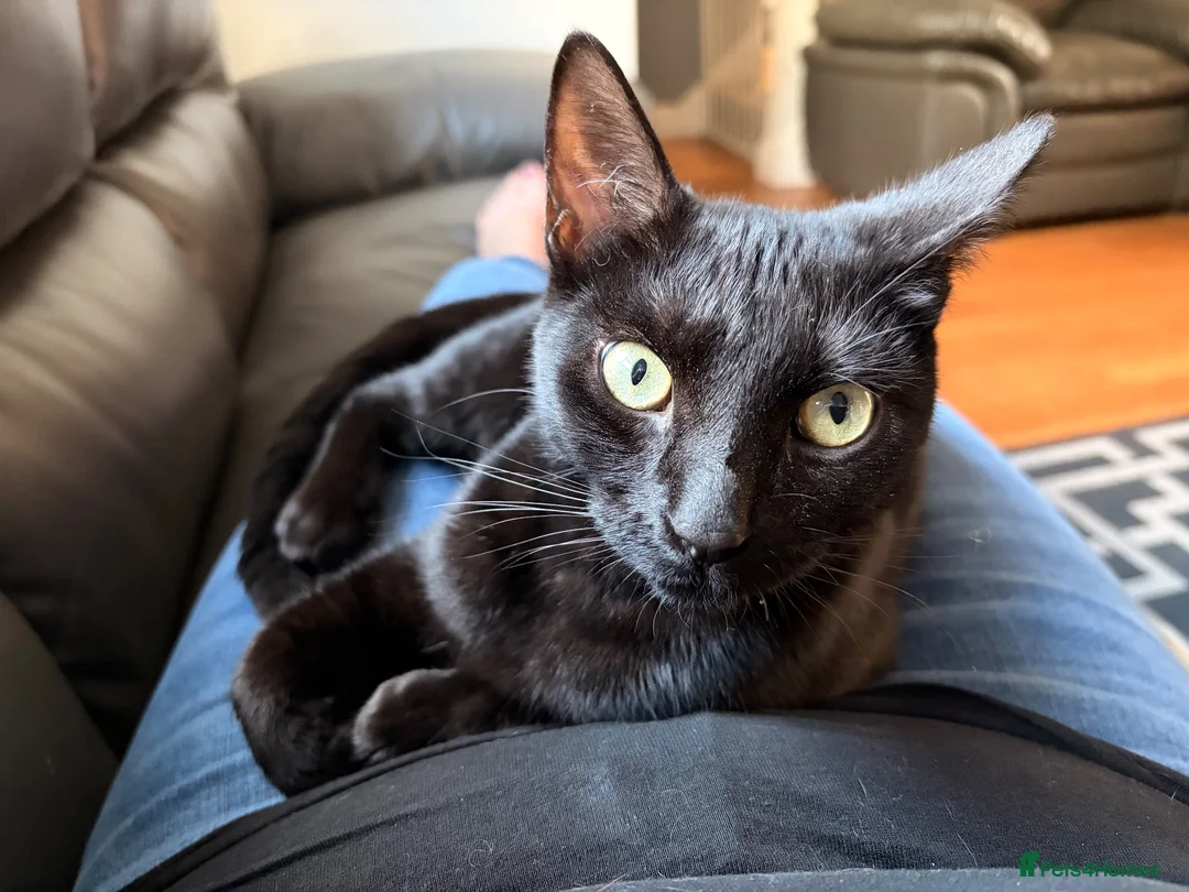 Domestic Shorthair cats for sale: Loving cat for rehome in Ashton-under-Lyne - Advert 5