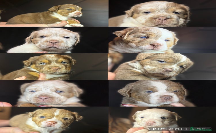 Old Tyme Bulldog dogs - Advert 1