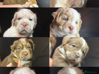 Old Tyme Bulldog dogs - Advert 1