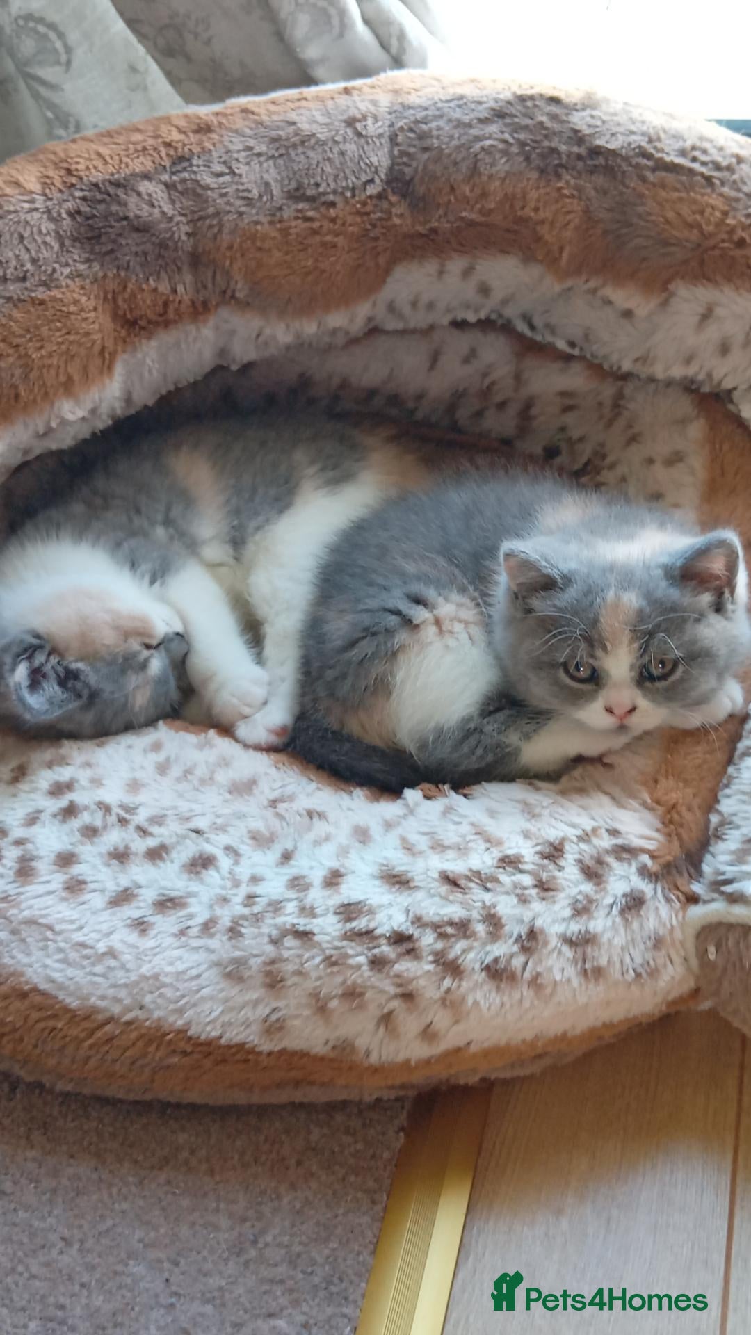 British Shorthair cats Beautiful British short-hair kittens  - Advert 2