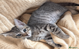 Oriental cats for sale: One Oriental Boy Left Looking for his forever home - Image 20