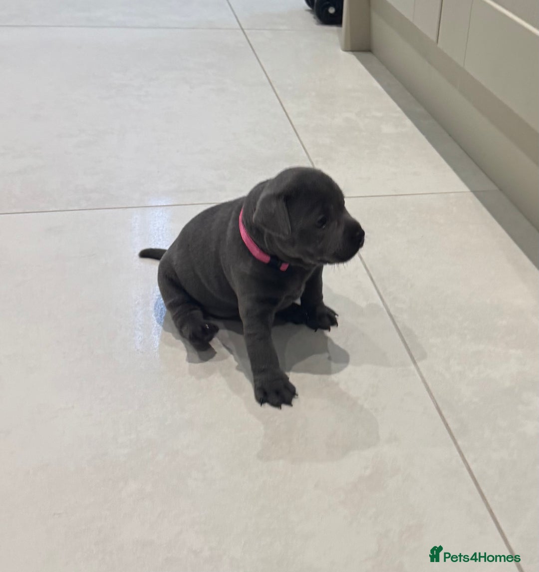 Staffordshire Bull Terrier dogs for sale: Champion sired blue Staffy pups - Image 8