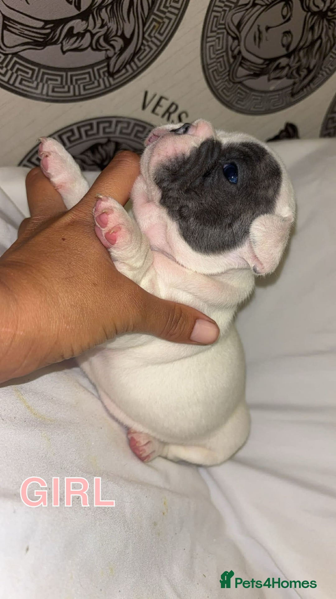 French Bulldog dogs for sale: French bullDog pups - Advert 3