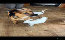 Jack Russell dogs for sale: beautiful jack Russell puppies - Image 9