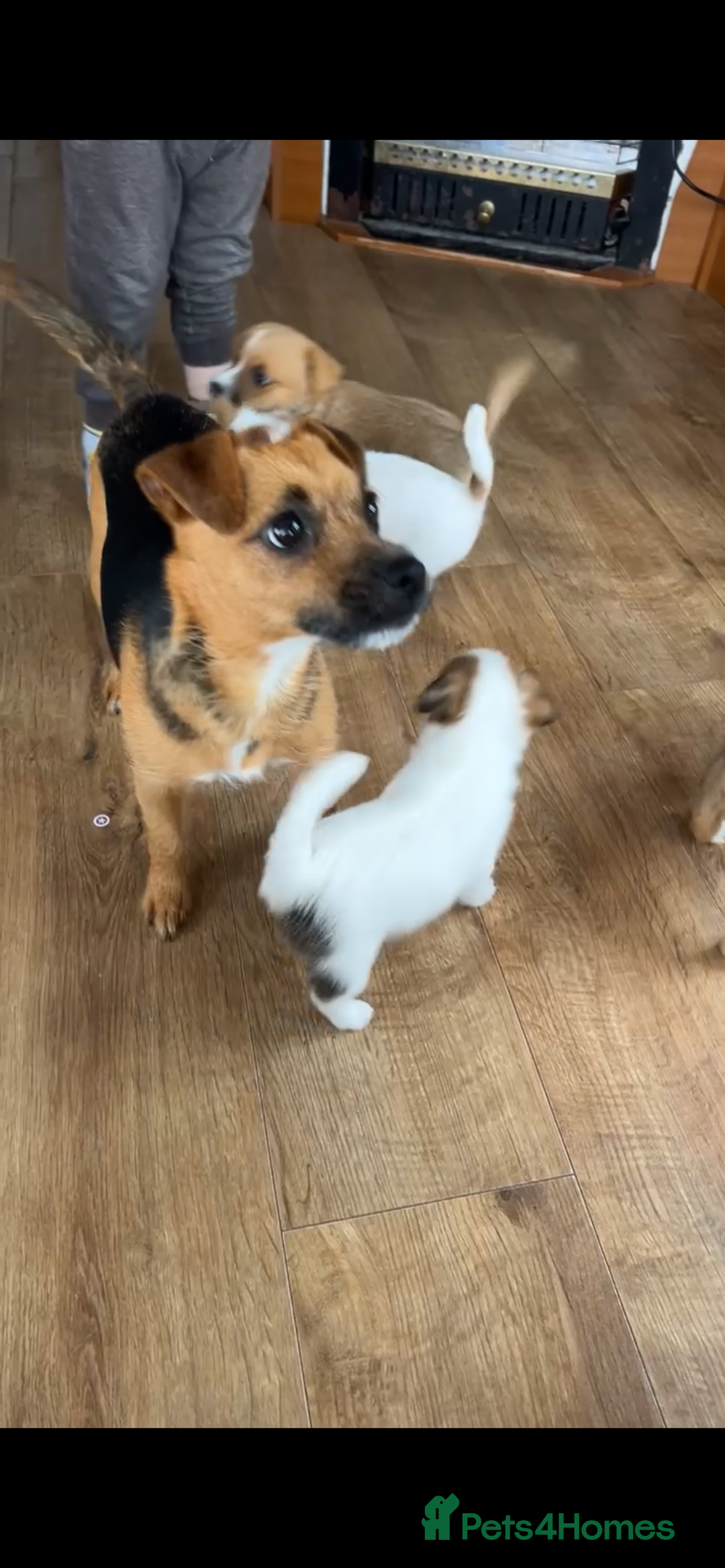Jack Russell dogs for sale: beautiful jack Russell puppies - Image 9