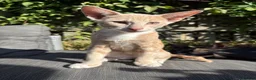 Oriental cats for sale: Oriental mix in Lincoln - Advert 8