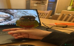 Conures birds for sale: Conure for rehoming - Image 3