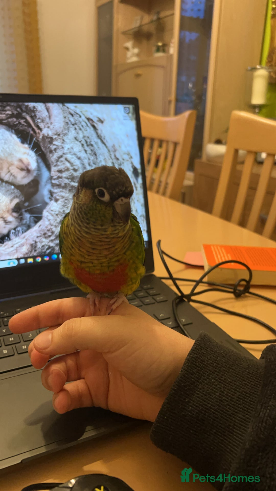 Conures birds for sale: Conure for rehoming - Image 3