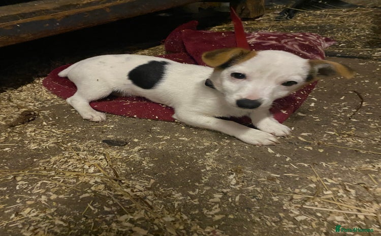 Jack Russell dogs - Advert 14