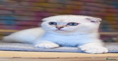 Scottish Fold cats - Advert 5