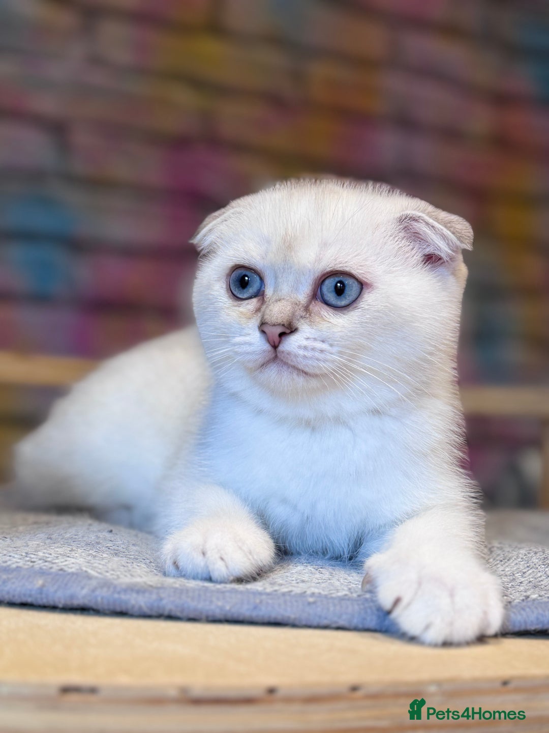 Scottish Fold cats for sale: READY 📣PEDIGREE SCOTTISH FOLD KITTENS 🐱  - Image 2