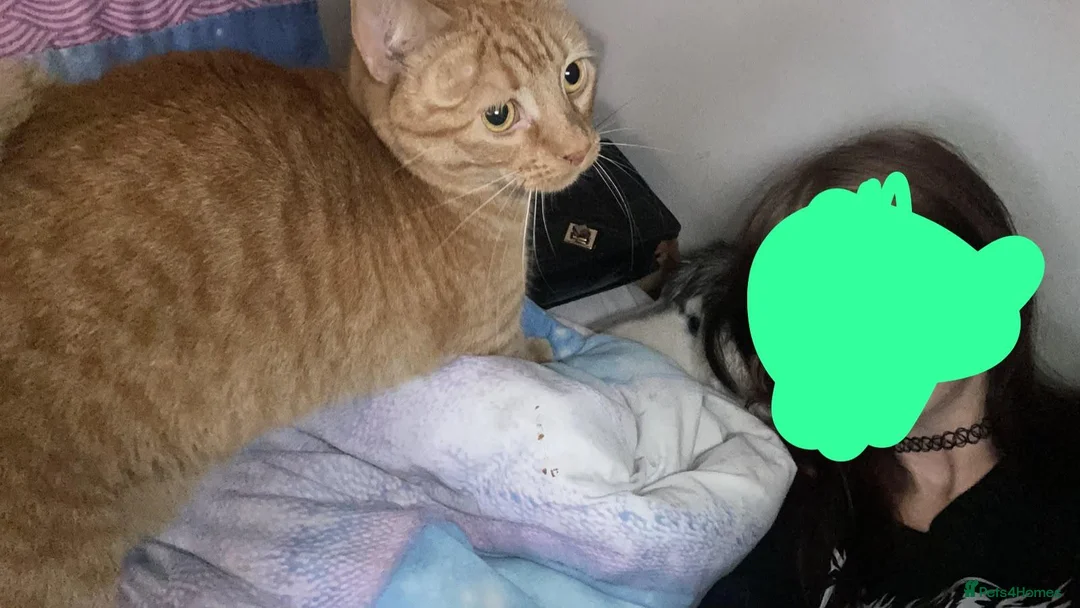 Mixed Breed cats for sale: Male ginger cat in Chatham - Advert 1