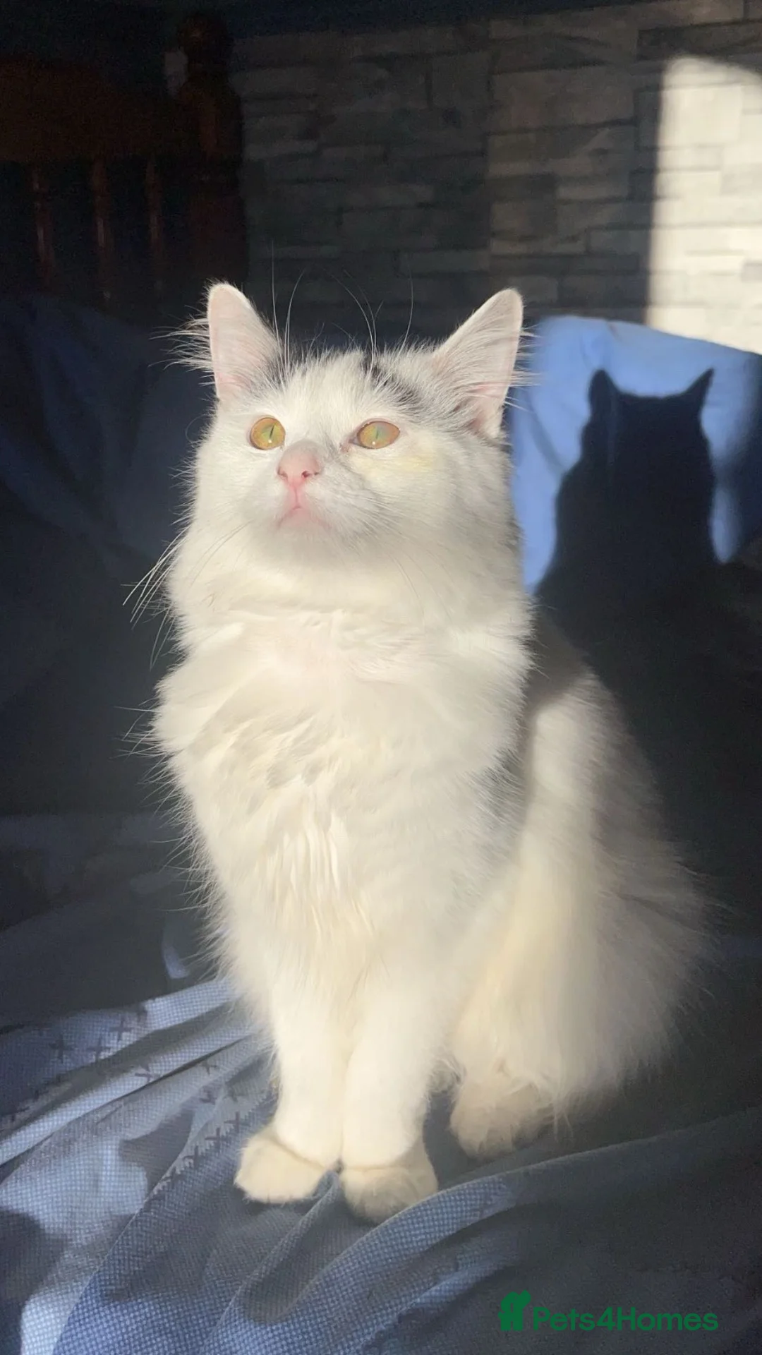 British Shorthair cats for sale: Black and White Male  - Advert 1