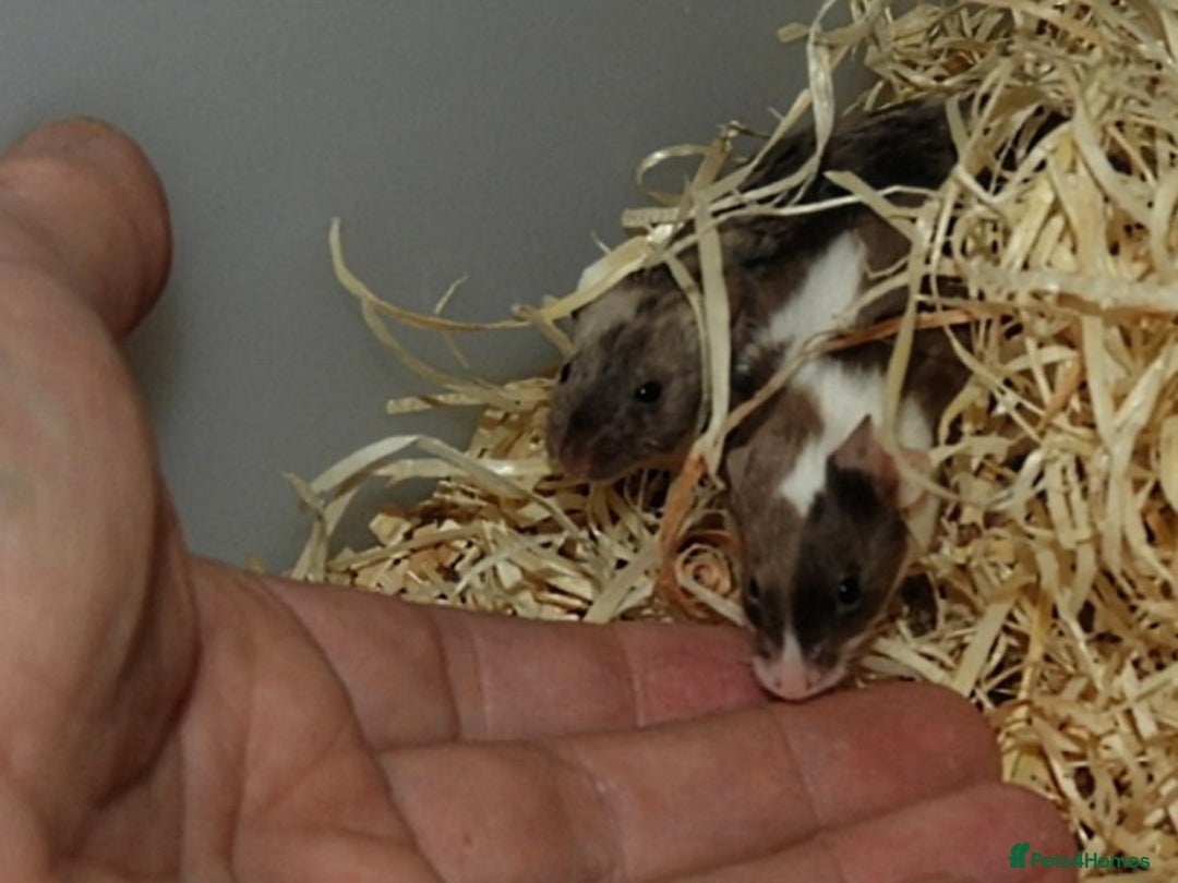 Mouse rodents for sale: Satin, long and short haired varieties  - Image 32