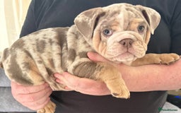 English Bulldog dogs for sale: English Bulldog Puppies - Image 5