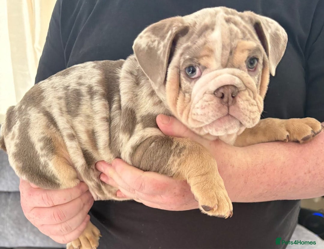 English Bulldog dogs for sale: English Bulldog Puppies - Image 5