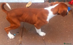 Boxer dogs for sale: Last KC Puppy looking for their forever home - Image 19