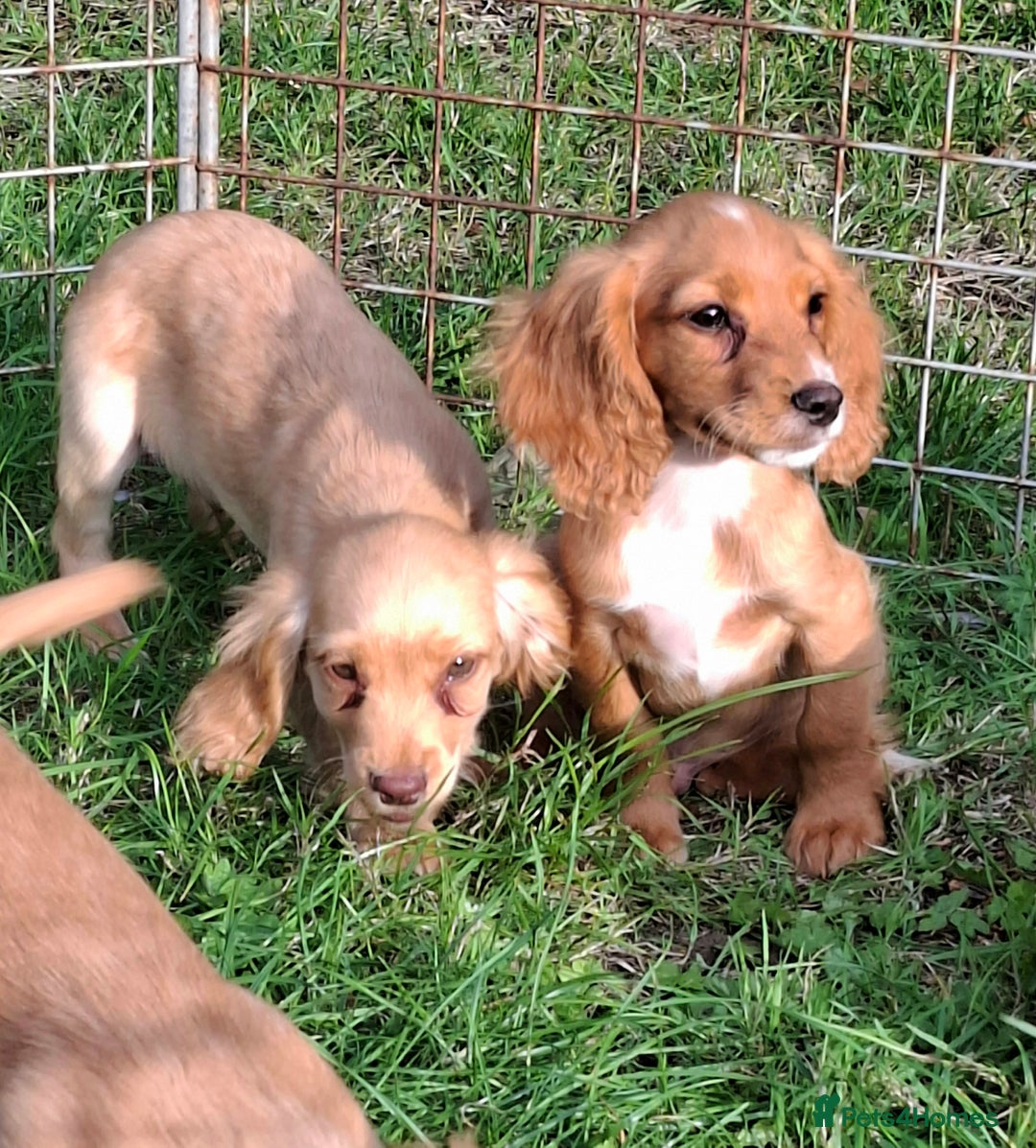 Cocker Spaniel dogs for sale: Working type cocker spaniel boys - Image 20