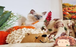 Ragdoll cats for sale: GCCF Ragdoll Kittens - Outstanding!  - Image 33