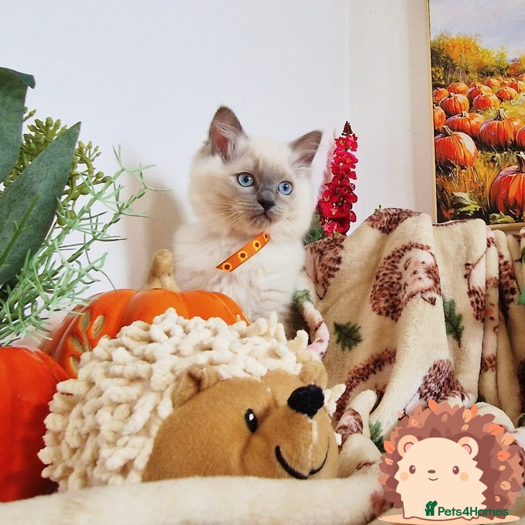 Ragdoll cats for sale: GCCF Ragdoll Kittens - Outstanding!  - Image 33