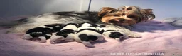 Yorkshire Terrier dogs for sale: Four Beautiful Biewer Terriers! - Advert 12