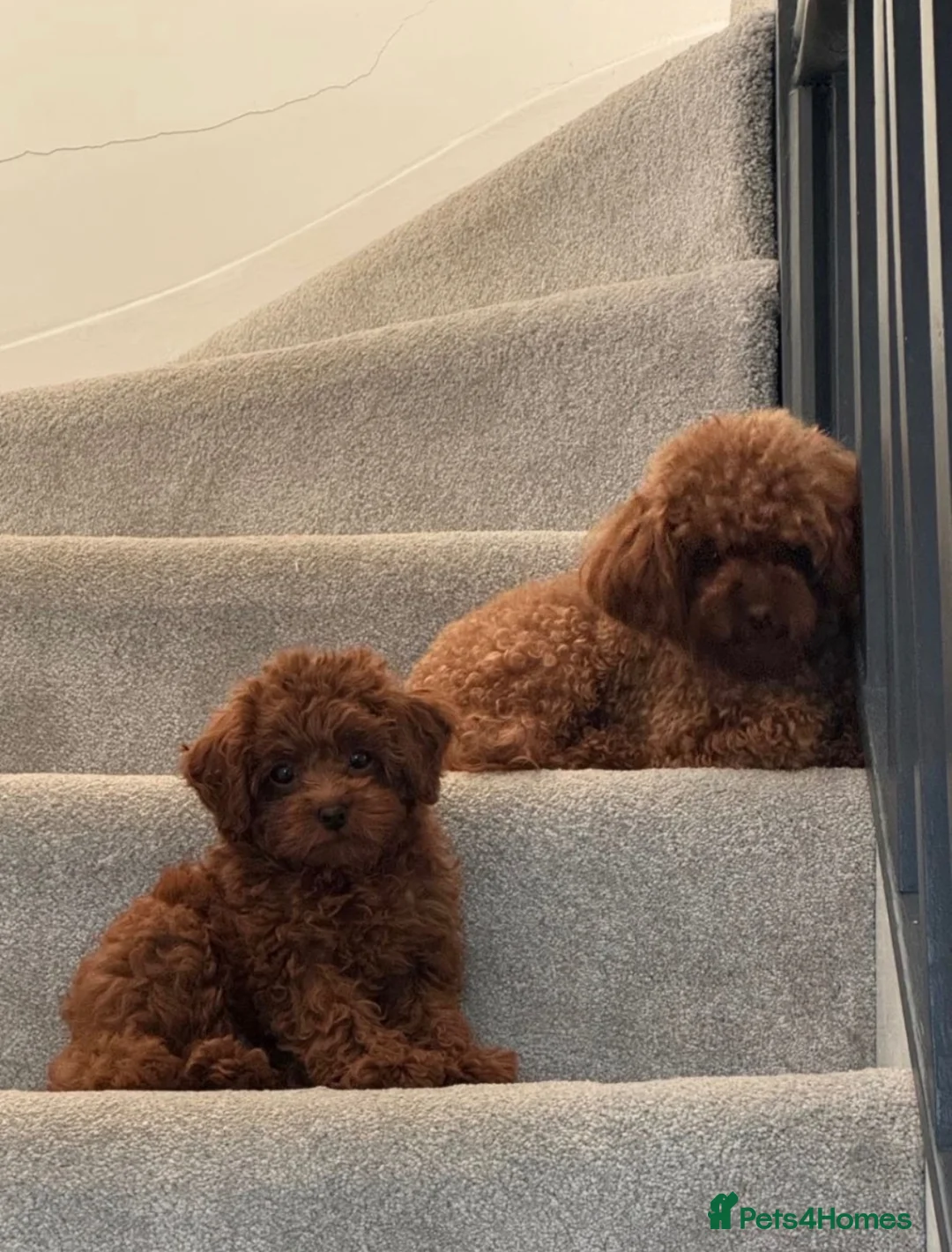 Toy Poodle dogs for sale:  **  asian poodle  in Bridgend - Advert 1