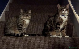 British Shorthair cats for sale: Mum and son for rehome - Image 1