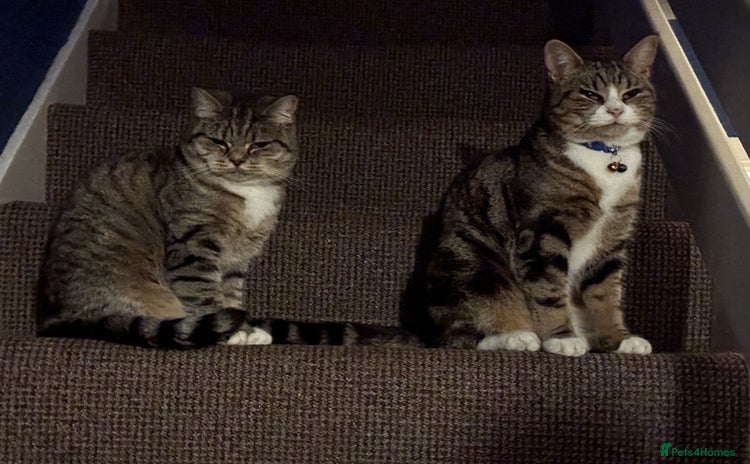 British Shorthair cats - Advert 1