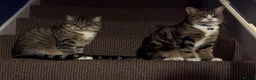 British Shorthair cats for sale: Mum and son for rehome- free - Advert 1