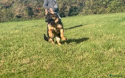 German Shepherd dogs for sale: 25 years experience breeding German Shepherds  - Image 7
